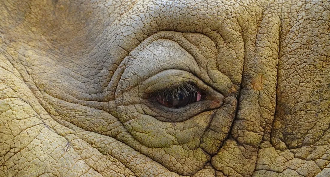 Rhinocéros au zoo de La Flèche